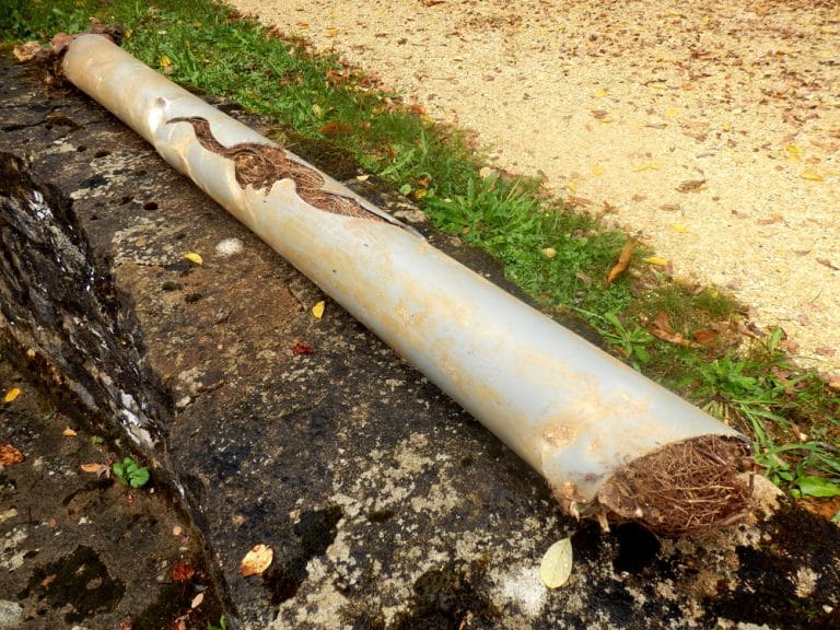 Tree Roots In Sewer Line